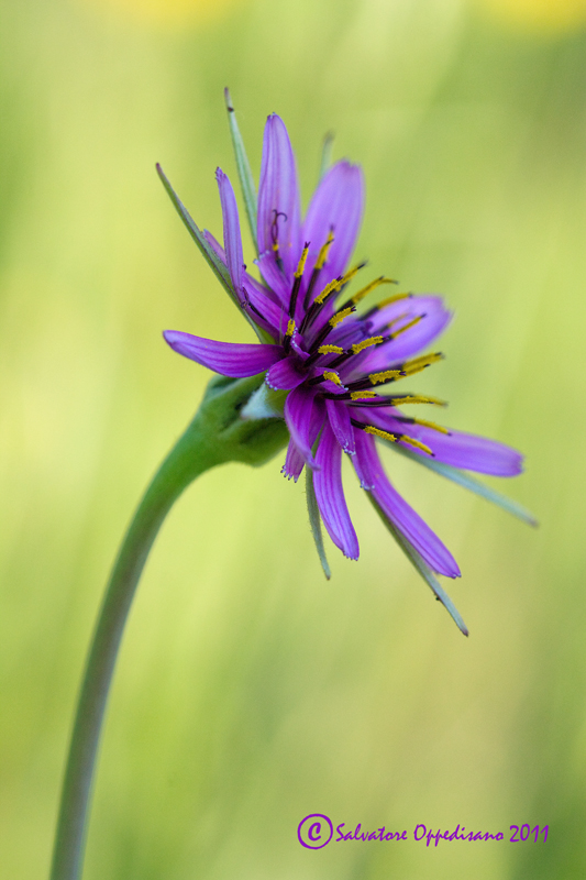 Tragopogon porrifolius